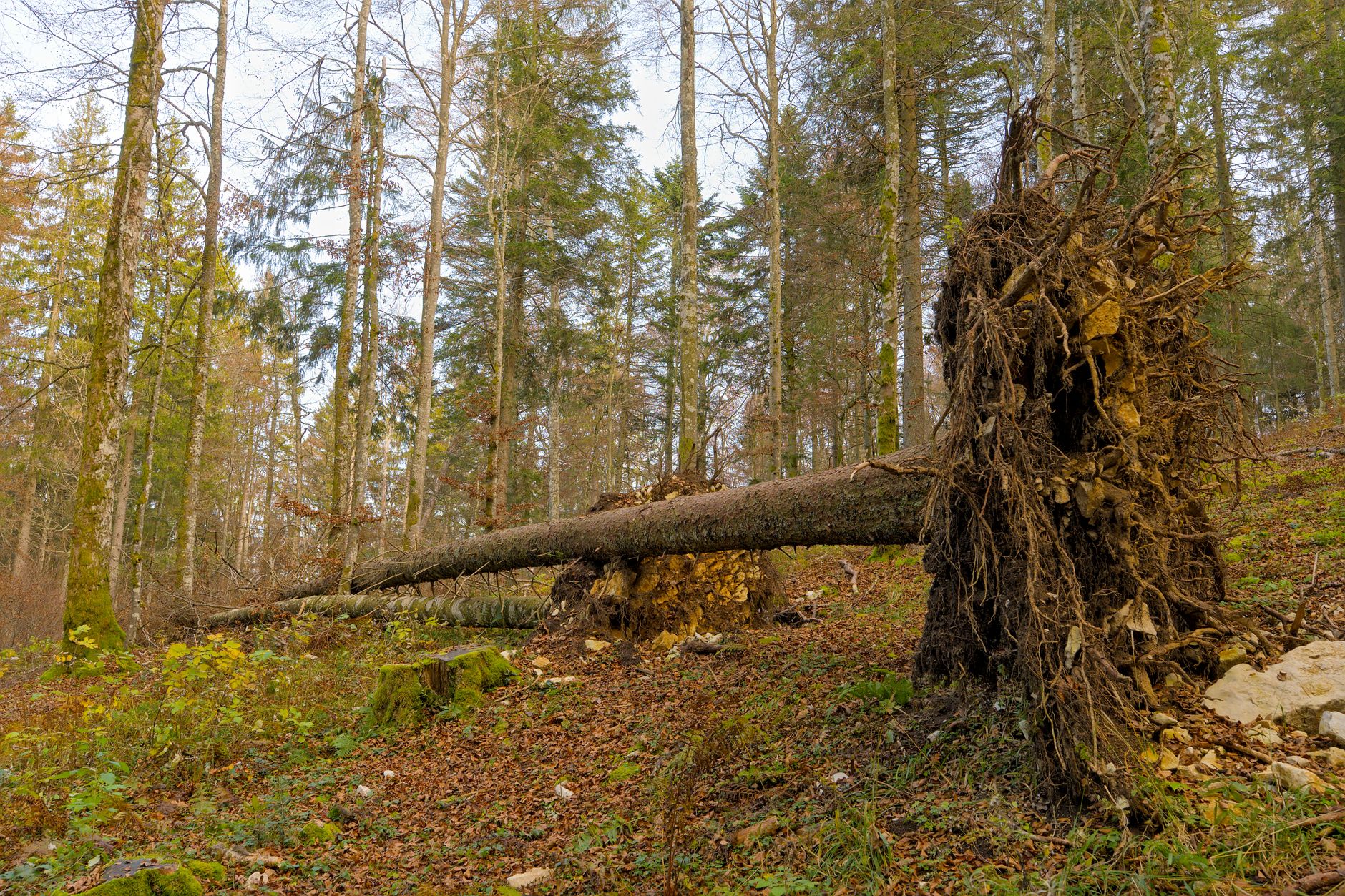 Enlèvement arbre urgence à Saint-Brieuc